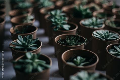 cactus in pots Stock Photo | Adobe Stock