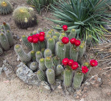 132 Types Of Cacti A To Z Photo Database Cactus Types Cactus