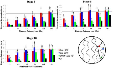 Condensin II promotes chromosome axial compaction. For developmental ...