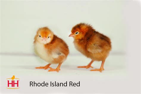 All About the Rhode Island Red Chicken