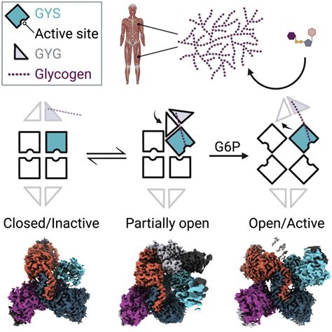 The Structural Mechanism Of Human Glycogen Synthesis By The Gys Gyg