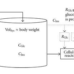 A schematic process diagram of the interplay between insulin production ...