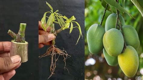 Best Skill Technique Grafting Mango Tree Growing Fast With Aloe Vera