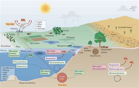 Global Warming Is Pushing Microbes Into Damaging Climate Feedback Loops