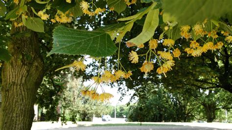 Flora Van Nederland Hollandse Linde Tilia X Vulgaris