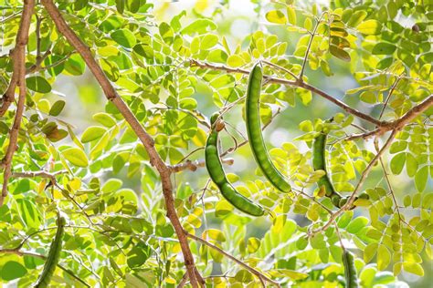 Carrubo Erboristeria Lettig Natur