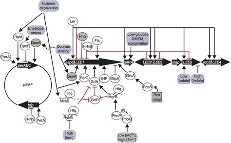 Frontiers Environment Controls Lee Regulation In Enteropathogenic Escherichia Coli