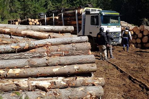 PDI Concepción detuvo a banda dedicada al robo de madera en la