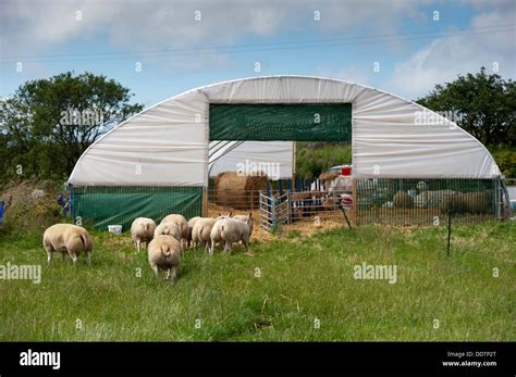 Sheep Heading Into A Poly Tunnel Shed To Keep Out Of The Heat Stock