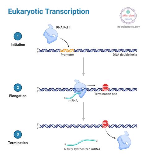 Mrna Transcription Diagram