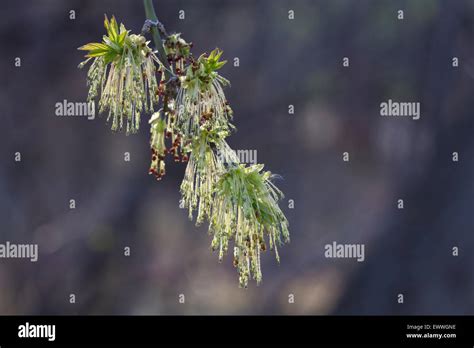 Silver maple (Acer saccharinum) flowers Stock Photo - Alamy