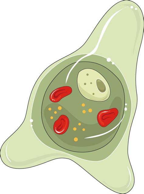 Entamoeba Trophozoite E Hystolitica Servier Medical Art