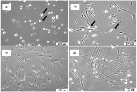 Morphology And Osteogenic Capability Of Mc3t3 E1 Cells On Granular