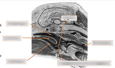 Pharynx Diagram | Quizlet