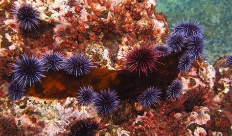 Sea Urchins Use Their Feet To See •