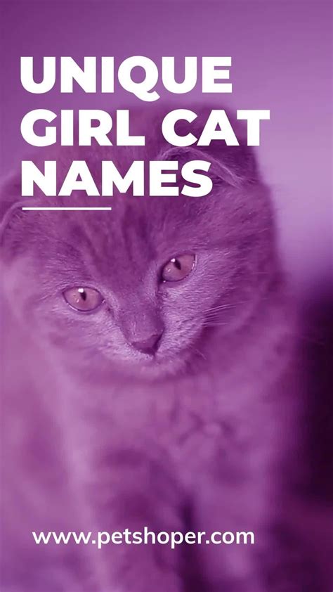 50 Cute Names For Large Cats Artofit