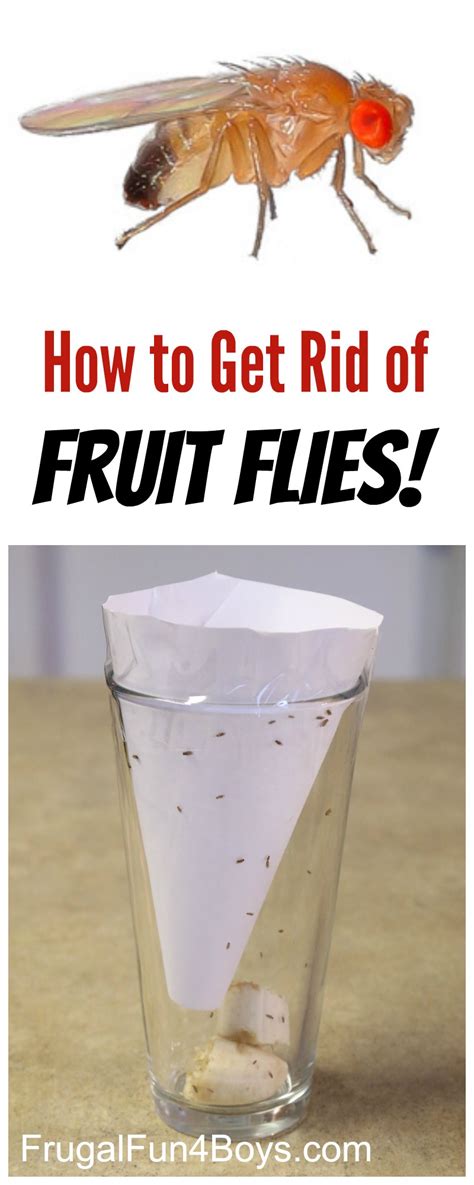 How to Get Rid of Fruit Flies - Frugal Fun For Boys and Girls