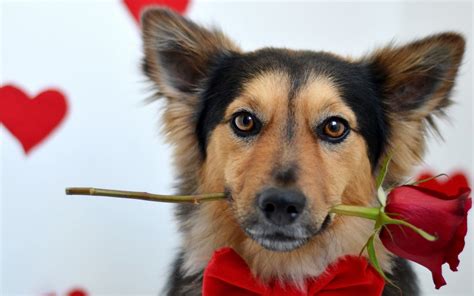 Fond d'écran St Valentin : chien - Valentine's day : dog