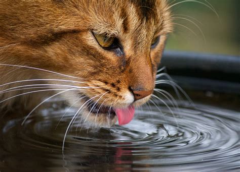 Prot Ger Son Chat De La Canicule Les Bons Gestes Pour Aider Votre Chat