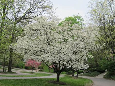 White Flowering Dogwood Trees For Sale | Guaranteed to Grow