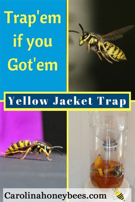 Yellow Jacket Trap Easy Diy Wasp Trap Artofit