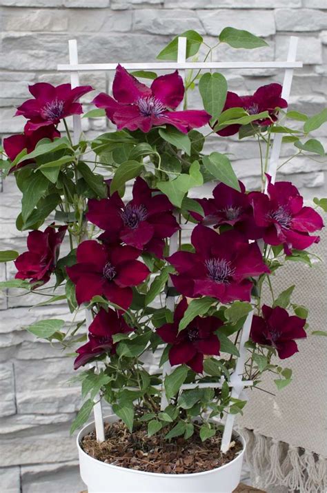 Clematis Boulevard® Nubia™ Evipo079 Hoogeveen Plants