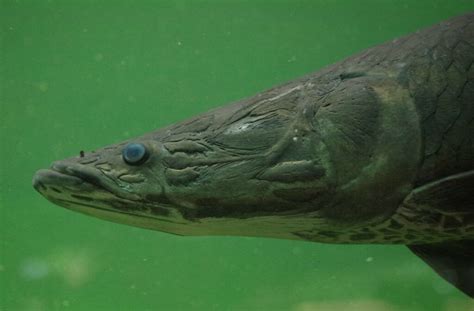 Arapaima Biotropica