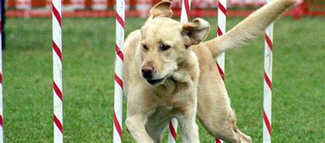 Boxer Dog Breed Training Techniques | Dog Training