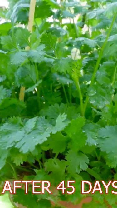 how to grow coriander at home
