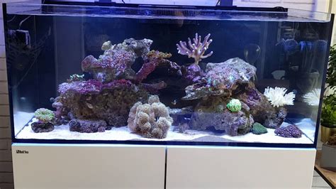 Aquarium Recifal Red Sea Reefer Deluxe Youtube