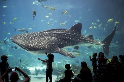 Playful whale shark at Georgia Aquarium