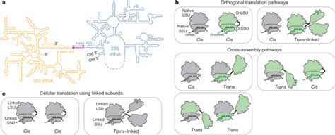 Controlling Orthogonal Ribosome Subunit Interactions Enables Evolution