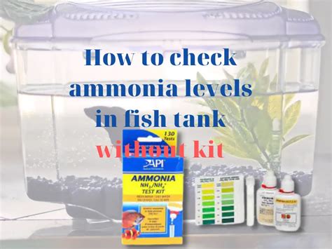 How To Check Ammonia Levels In Fish Tank Without Kit