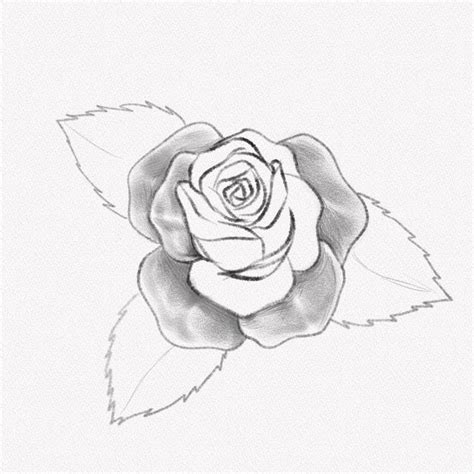 Pencil Drawing Rose Flowers | Best Flower Site