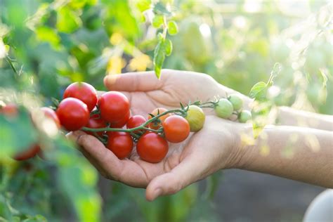 3 Dicas De Especialista Para Cultivar Tomates Cereja Sucesso