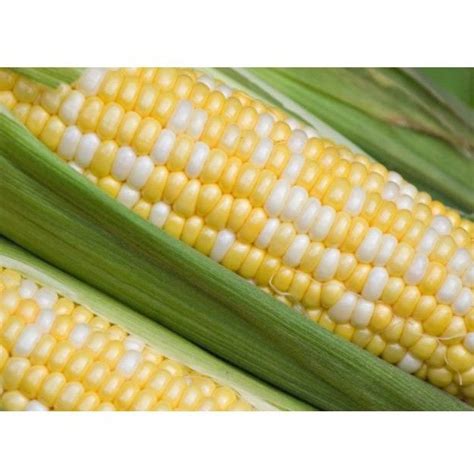 Cameron Jagung Mutiara Pearl Corn Grade A B Pcs Shopee Malaysia