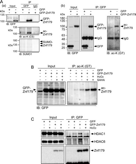 Upregulation Of Znf Acetylation By Saha Protects Cells Against