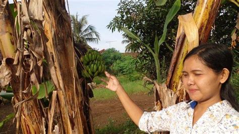 Pisang Aneh Hebohkan Warga Bolenglang Ciamis Buahnya Muncul Tidak Di