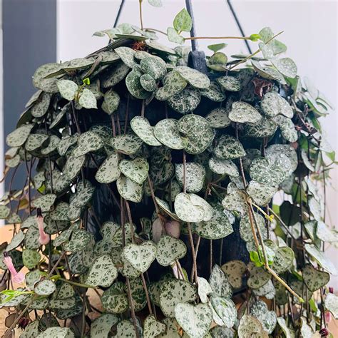 How To Care For Ceropegia Woodii String Of Hearts Leafy Life