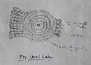 Ctenoid Scales / Placoid Denticles Toothlike Being Made Of Dentin With ...