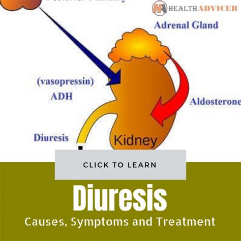 Diuresis: Causes, Picture, Symptoms, Diagnosis And Treatment