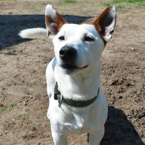 Hunde Tierheim Hannover