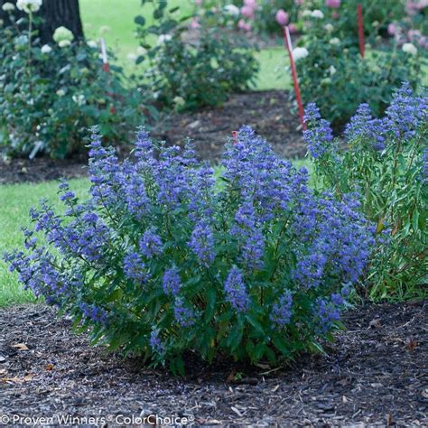 Caryopteris Alchetron The Free Social Encyclopedia