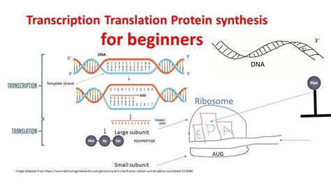 Transcription Translation Protein Synthesis For Beginners Protein Synthesis Step By Step