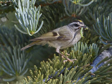 San Bernardino County San Diego Bird Spot