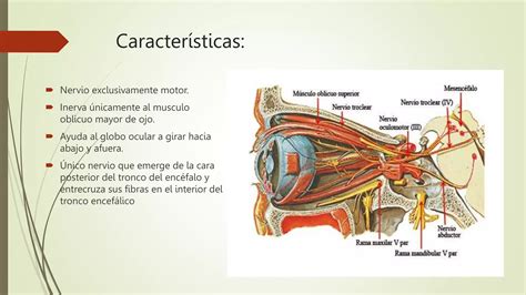 CUARTO PAR CRANEAL NERVIO TROCLEAR IV Y SEXTO PAR CRANEAL NERVIO