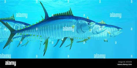 A School Of Yellowfin Tuna Hunt For Prey In The Deep Ocean Stock Photo