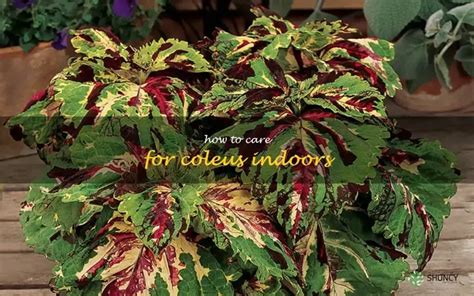 Indoor Care Tips For Growing Coleus Plants Shuncy