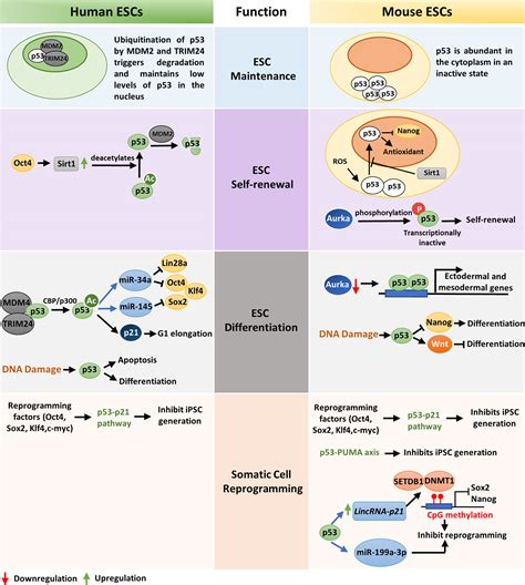 Frontiers Cancer Stemness P53 At The Wheel