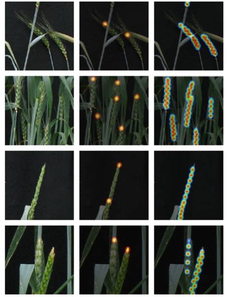 Deep Learning For Multi Task Plant Phenotyping Plantae